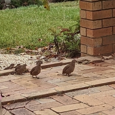 Synoicus ypsilophorus (Brown Quail) at Sutton, NSW - 27 Apr 2023 by Marchien