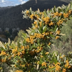 Pyracantha angustifolia (Firethorn, Orange Firethorn) at Paddys River, ACT - 27 Apr 2023 by JaneR