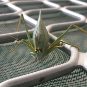 Torbia viridissima at Wanniassa, ACT - 28 Apr 2023 08:25 AM