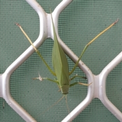 Torbia viridissima at Wanniassa, ACT - 28 Apr 2023 08:25 AM