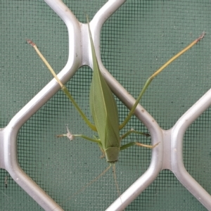 Torbia viridissima at Wanniassa, ACT - 28 Apr 2023