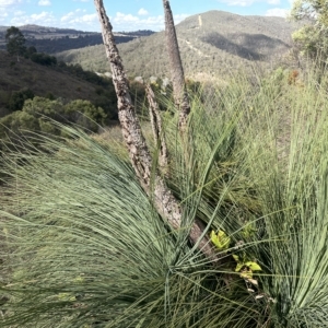 Xanthorrhoea glauca subsp. angustifolia at Paddys River, ACT - suppressed