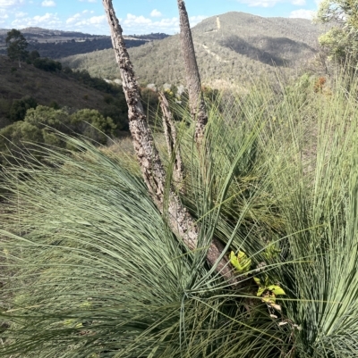 Xanthorrhoea glauca subsp. angustifolia (Grey Grass-tree) at Paddys River, ACT - 27 Apr 2023 by JaneR