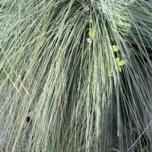 Xanthorrhoea glauca subsp. angustifolia at Paddys River, ACT - suppressed