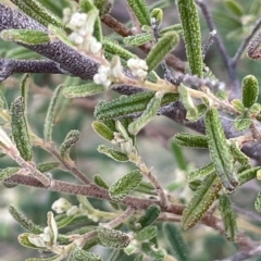 Pomaderris angustifolia (Pomaderris) at Paddys River, ACT - 27 Apr 2023 by JaneR