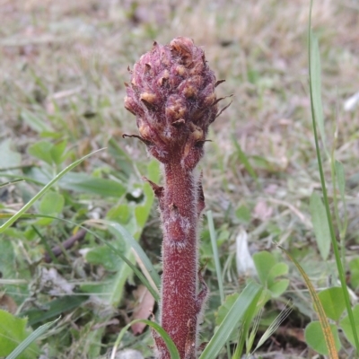 Orobanche minor (Broomrape) at Conder, ACT - 6 Nov 2022 by michaelb