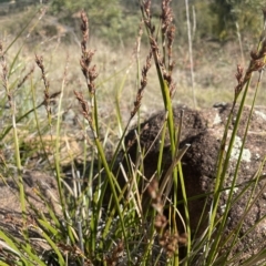 Lepidosperma laterale (Variable Sword Sedge) at Paddys River, ACT - 27 Apr 2023 by JaneR