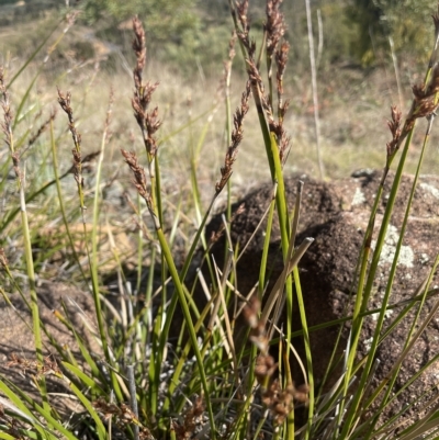 Lepidosperma laterale (Variable Sword Sedge) at Paddys River, ACT - 27 Apr 2023 by JaneR