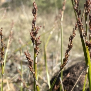 Lepidosperma laterale at Paddys River, ACT - 27 Apr 2023