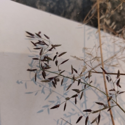 Eragrostis minor at Albury - 28 Apr 2023 by RobCook