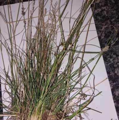 Eragrostis elongata (Clustered Lovegrass) at Albury - 28 Apr 2023 by RobCook