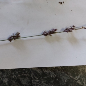 Eragrostis elongata at Wirlinga, NSW - 28 Apr 2023