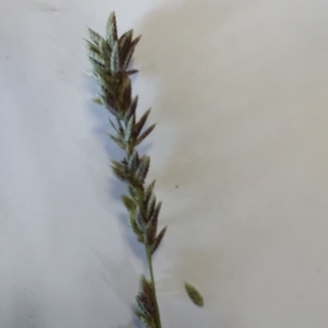 Eragrostis elongata at Wirlinga, NSW - 28 Apr 2023