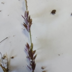 Eragrostis elongata at Wirlinga, NSW - suppressed