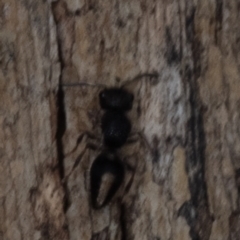 Mutillidae (family) (Unidentified 'velvet ant') at Murrumbateman, NSW - 28 Apr 2023 by amiessmacro
