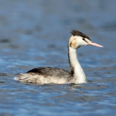 Podiceps cristatus (Great Crested Grebe) at Lake Burley Griffin West - 28 Apr 2023 by jb2602