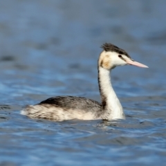 Podiceps cristatus (Great Crested Grebe) at Molonglo Valley, ACT - 28 Apr 2023 by jb2602