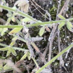 Galium gaudichaudii (Rough Bedstraw) at Undefined Area - 25 Apr 2023 by Ned_Johnston