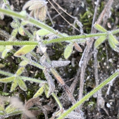 Galium gaudichaudii (Rough Bedstraw) at Undefined Area - 25 Apr 2023 by Ned_Johnston