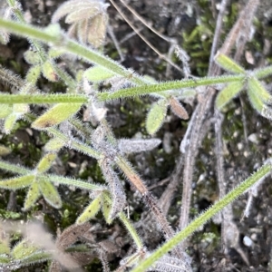 Galium gaudichaudii at Undefined Area - 25 Apr 2023