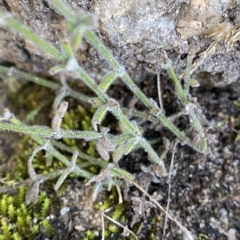 Galium gaudichaudii at Undefined Area - 25 Apr 2023