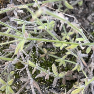 Galium gaudichaudii at Undefined Area - 25 Apr 2023