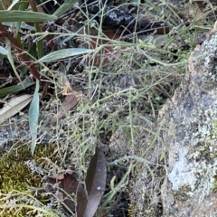 Galium gaudichaudii at Undefined Area - 25 Apr 2023