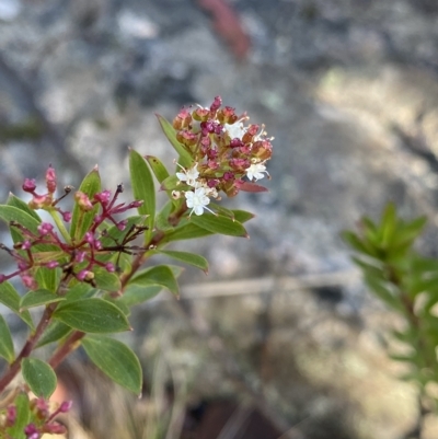 Platysace lanceolata (Shrubby Platysace) at Tennent, ACT - 25 Apr 2023 by NedJohnston