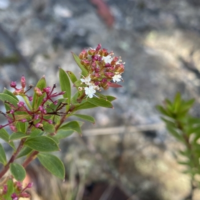 Platysace lanceolata (Shrubby Platysace) at Tennent, ACT - 25 Apr 2023 by Ned_Johnston