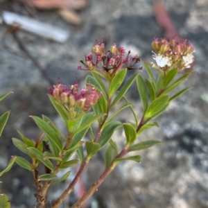 Platysace lanceolata at Tennent, ACT - 25 Apr 2023 10:40 AM