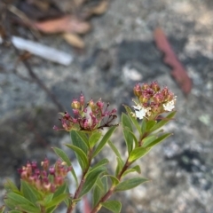 Platysace lanceolata at Tennent, ACT - 25 Apr 2023