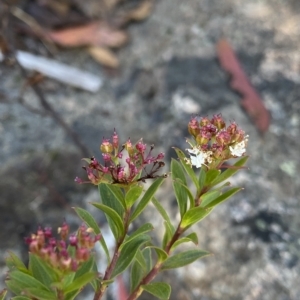 Platysace lanceolata at Tennent, ACT - 25 Apr 2023