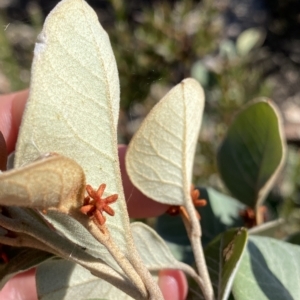 Grevillea oxyantha subsp. oxyantha at Tennent, ACT - 25 Apr 2023