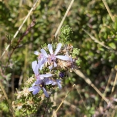 Olearia stricta var. parvilobata at Tennent, ACT - 25 Apr 2023 by Ned_Johnston