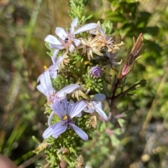 Olearia stricta var. parvilobata at Tennent, ACT - 25 Apr 2023