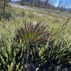 Gahnia subaequiglumis (Bog Saw-sedge) at Tennent, ACT - 25 Apr 2023 by Ned_Johnston