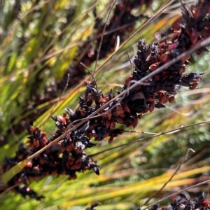 Gahnia subaequiglumis at Tennent, ACT - 25 Apr 2023