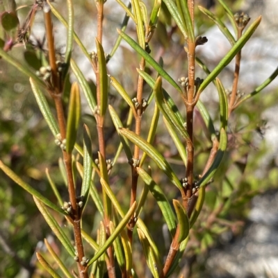 Logania granitica at Tennent, ACT - 25 Apr 2023 by Ned_Johnston