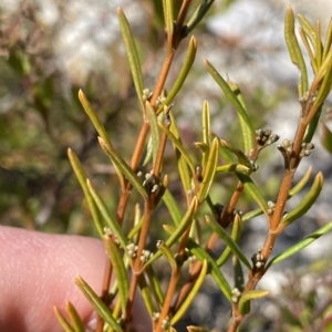 Logania granitica at Tennent, ACT - 25 Apr 2023