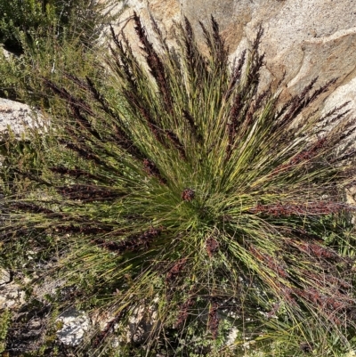 Gahnia subaequiglumis (Bog Saw-sedge) at Tennent, ACT - 25 Apr 2023 by Ned_Johnston