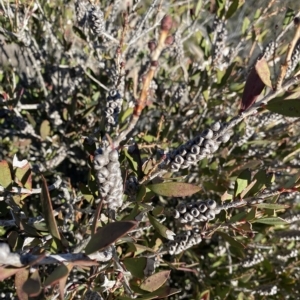 Callistemon pallidus at Tennent, ACT - 25 Apr 2023 11:35 AM