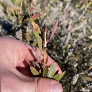 Callistemon pallidus at Tennent, ACT - 25 Apr 2023 11:35 AM