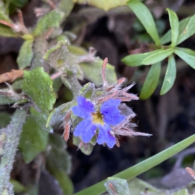 Dampiera fusca (Kydra Dampiera) at Tennent, ACT - 25 Apr 2023 by NedJohnston