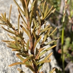 Logania granitica at Tennent, ACT - 25 Apr 2023 by NedJohnston