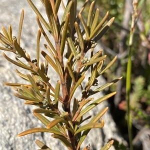 Logania granitica at Tennent, ACT - 25 Apr 2023 11:47 AM