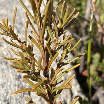 Logania granitica at Tennent, ACT - 25 Apr 2023 by NedJohnston