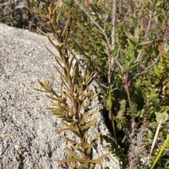 Logania granitica at Tennent, ACT - 25 Apr 2023
