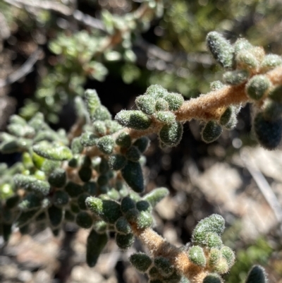 Asterolasia trymalioides (Alpine Star Bush) at Tennent, ACT - 25 Apr 2023 by Ned_Johnston