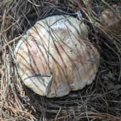 zz agaric (stem; gills white/cream) at Coombs, ACT - 28 Apr 2023 by Miranda