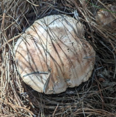 zz agaric (stem; gills white/cream) at Holder Wetlands - 28 Apr 2023 by Miranda